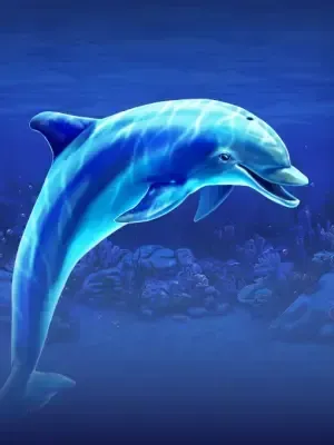 Dolphin Delight
